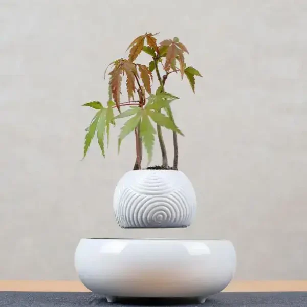 Vaso decorativo con pianta di acero giapponese, ideale come oggetto scientifico o decorativo per ambienti moderni.
