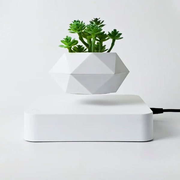Pianta succulenta in vaso geometrico bianco, decorazione moderna e minimalista per ambienti di studio o ufficio.