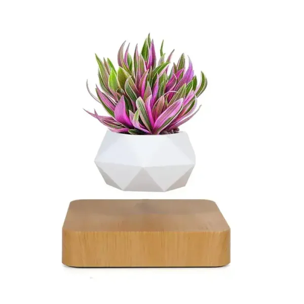 Pianta grassa decorativa in vaso bianco geometrico, posizionata su base di legno, ideale come decorazione scientifica o da ufficio.
