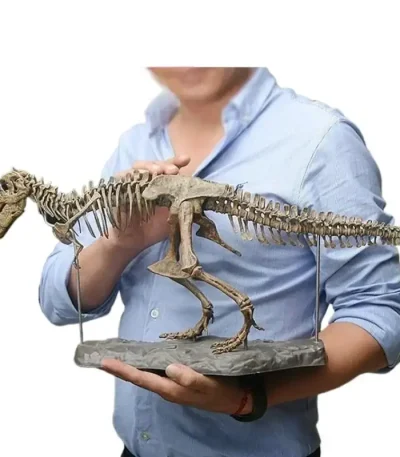 T-Rex scheletro fossile in esposizione, perfetto come decorazione scientifica per appassionati di paleontologia e storia naturale.