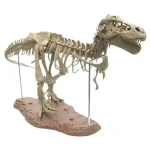 Modello di scheletro di T-Rex in plastica, perfetto come decorazione scientifica o oggetto educativo, con dettagli realistici e struttura stabile.