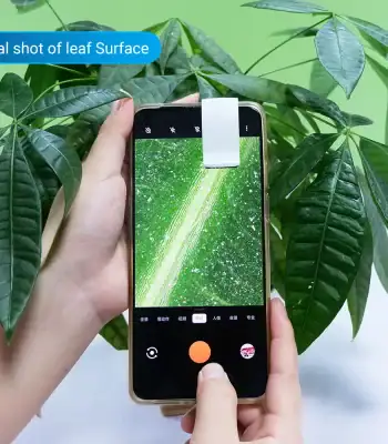 Fotografia di una foglia verde scattata con uno smartphone, evidenziando la superficie fogliare.