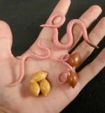 Serpenti e uova di plastica come decorazioni scientifiche, perfetti per esposizioni o progetti educativi. Realizzati con materiali di alta qualità, ideali per appassionati di scienza e decorazioni cre.