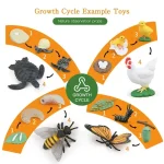Oggetto decorativo con ciclo di crescita di insetti e uccelli, ideale per decorazioni scientifiche e educative. Include rappresentazioni di uova, larve, insetti e uccelli in diverse fasi di sviluppo.