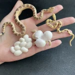 Serpenti di plastilina e uova di plastilina, oggetti decorativi scientifici, ideali per decorazioni educative e creative. Perfetti per appassionati di scienze e decorazioni tematiche.