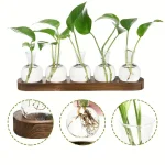 Pianta in provette con radici visibili e foglie verdi, decorazione scientifica per ambienti educativi o di design.