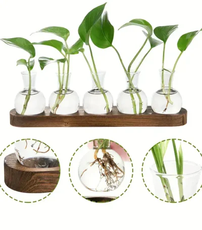 Pianta in provette con radici visibili e foglie verdi, decorazione scientifica per ambienti educativi o di design.
