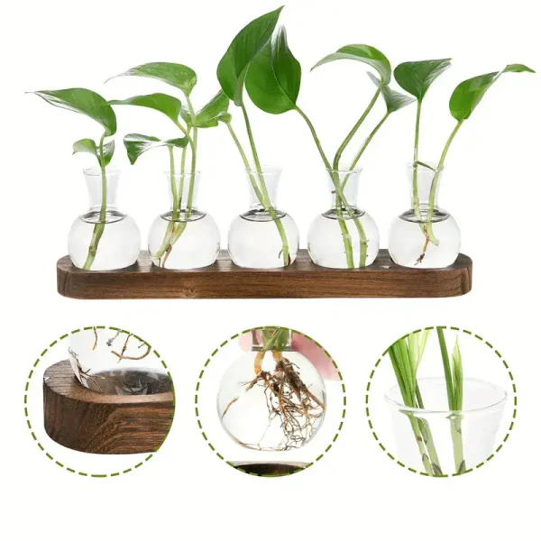 Pianta in provette con radici visibili e foglie verdi, decorazione scientifica per ambienti educativi o di design.