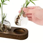 Pianta in provetta con radici visibili, decorazione scientifica originale, ideale per appassionati di botanica e scienza, perfetta come oggetto decorativo da scrivania o da esposizione.