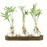Pianta in provetta con radici e foglie verdi, collocata su una base di legno, ideale come decorazione scientifica e oggetto di studio botanico.