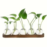 Serie di piante verdi in provette di vetro su base di legno, perfette come decorazioni scientifiche e oggetti da collezione per appassionati di botanica.