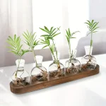 Piante in provette di vetro con radici visibili su base di legno, decorazione scientifica moderna e originale.
