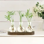 Vasi di vetro con piante verdi e radici visibili, posizionati su un supporto di legno, in un ambiente luminoso e pulito. Ideali come decorazioni scientifiche o per studi botanici.