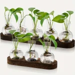 Pianta in vetro con foglie verdi e radici visibili, decorazione scientifica originale. Perfetta come oggetto decorativo per appassionati di scienza e natura.