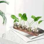 Set di piante verdi in bottiglie di vetro trasparenti, posizionate su un supporto di legno, ideale come decorazione scientifica o oggetto di studio botanico.