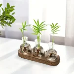 Set di piante verdi in provette di vetro con base in legno, decorazioni scientifiche eleganti e moderne per ambienti interni.