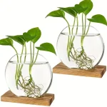 Pianta acquatica in vaso di vetro con radici visibili e foglie verdi, posizionata su una base di legno. Ideale come decorazione scientifica e per studi botanici.