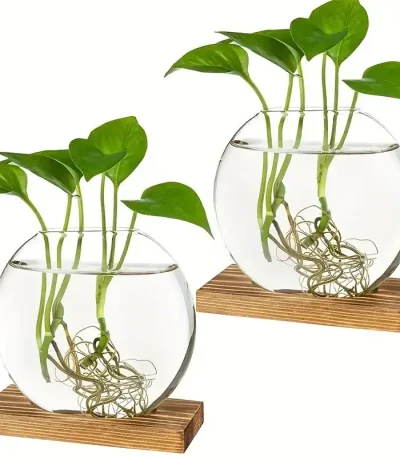 Pianta acquatica in vaso di vetro con radici visibili e foglie verdi, posizionata su una base di legno. Ideale come decorazione scientifica e per studi botanici.
