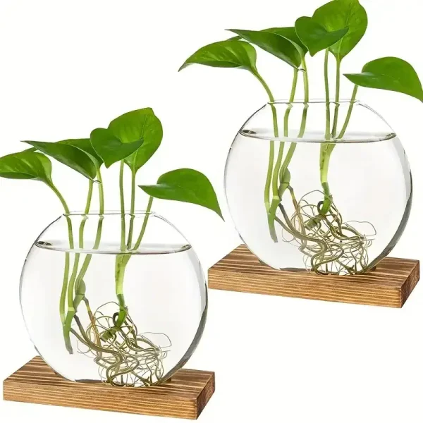 Pianta acquatica in vaso di vetro con radici visibili e foglie verdi, posizionata su una base di legno. Ideale come decorazione scientifica e per studi botanici.