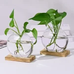 Piante verdi in vasi di vetro con radici visibili, decorazioni scientifiche moderne e eleganti per ambienti domestici o uffici.