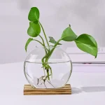Pianta verde in vaso di vetro trasparente con radici visibili, posizionata su una base di legno, su sfondo bianco.