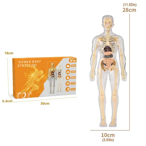 Modello di corpo umano trasparente con organi interni visibili, ideale per scopi educativi e decorativi, altezza 28 cm.
