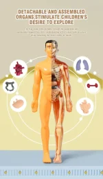 Modello educativo di organi umani smontati, ideale per scopi didattici e decorativi, che stimola la curiosità dei bambini sulla struttura del corpo umano.