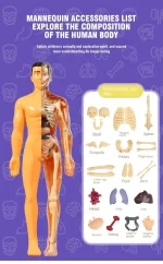Manichino con accessori scientifici che illustra la composizione del corpo umano, con dettagli di ossa, organi e parti anatomiche per scopi educativi e decorativi.