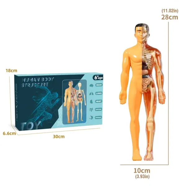 Modello didattico del corpo umano in plastica con sezioni interne visibili, altezza 28cm, ideale per scopi educativi e decorativi.