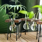 Piante in provette di vetro con radici visibili, posizionate su supporti in legno e metallo, ideali come decorazioni scientifiche e oggetti da collezione.