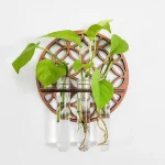 Pianta verde in provette di vetro con supporto di legno decorativo, ideale come oggetto scientifico e decorativo per ambienti moderni e studi.