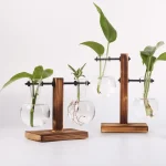 Pianta in vaso con supporto in legno e vetro, decorazione scientifica e botanica, ideale per ambienti di studio o laboratorio.