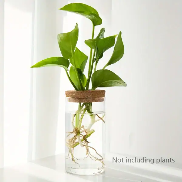 Pianta scientifica decorativa in vaso di vetro con radici visibili, ideale come oggetto decorativo e scientifico. Perfetta per appassionati di botanica e decorazioni originali.