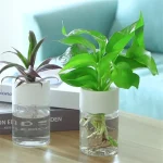 Pianta ornamentale in vaso con radici visibili in acqua, ideale per decorazioni scientifiche e ambienti moderni. Perfetta per aggiungere un tocco di natura e innovazione alla tua casa o ufficio.