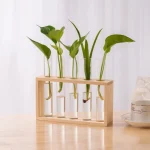 Pianta in provette con foglie verdi in contenitori di vetro su supporto in legno, decorazione scientifica moderna.