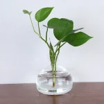Pianta in vaso trasparente con foglie verdi lucenti, decorazione scientifica naturale per ambienti moderni e studi.