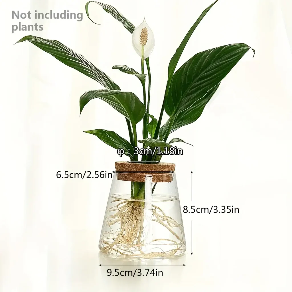 Pianta da interno in vaso di vetro con radici visibili, decorazione scientifica, ideale per appassionati di botanica e decorazioni originali.