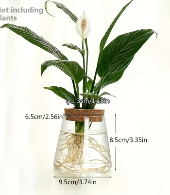 Pianta da interno in vaso di vetro con radici visibili, decorazione scientifica, ideale per appassionati di botanica e decorazioni originali.