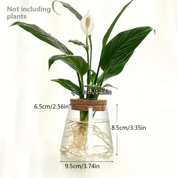 Pianta da interno in vaso di vetro con radici visibili, decorazione scientifica, ideale per appassionati di botanica e decorazioni originali.