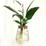 Pianta decorativa con fiore bianco in acquario trasparente, radici visibili e foglie verdi lucide, ideale come decorazione scientifica o da ufficio.