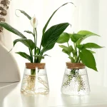Vasi decorativi con piante verdi in acqua, ideali per decorazioni scientifiche e ambienti moderni. Perfetti per aggiungere un tocco naturale e innovativo alla tua casa o ufficio.