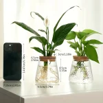 Pianta da interno in vaso di vetro con foglie verdi lussureggianti e radici visibili, ideale come decorazione naturale per ambienti domestici o uffici.