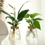 Pianta in vaso con foglie verdi e fiore bianco, decorazione scientifica naturale per ambienti interni.