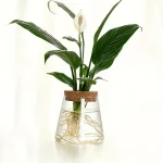 Pianta acquatica in vaso con foglie verdi lucide e fiore bianco, radici visibili nell'acqua, decorazione scientifica e naturale per ambienti interni.