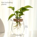 Pianta decorativa in vaso trasparente con radici visibili e foglie verdi, ideale come oggetto scientifico o decorativo per ambienti interni.