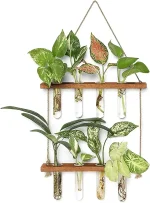 Piante decorative in provette di vetro con foglie variegate e verdi, ideali per decorazioni scientifiche e ambienti moderni.