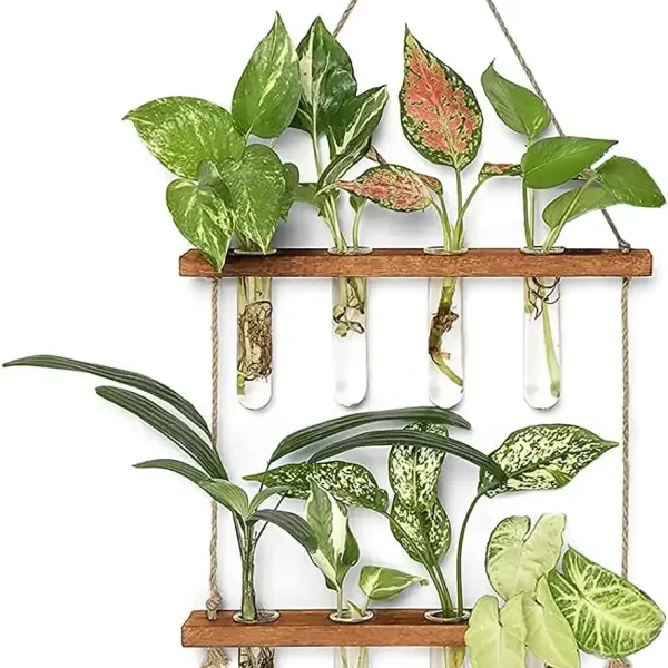 Piante decorative in provette di vetro con foglie variegate e verdi, ideali per decorazioni scientifiche e ambienti moderni.