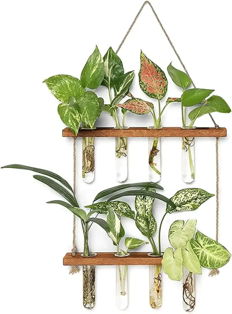 Piante decorative in provette di vetro con foglie variegate e verdi, ideali per decorazioni scientifiche e ambienti moderni.