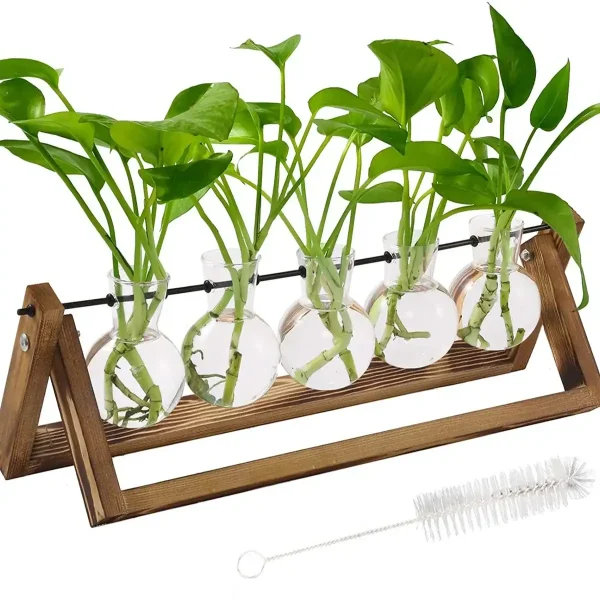 Vaso di laboratorio con piante verdi in provette su supporto in legno.
