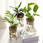 Piante in barattoli di vetro con radici visibili, decorazioni scientifiche e oggetti botanici per ambienti moderni.